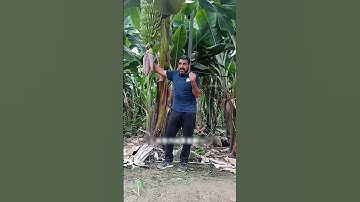 Vì sao nông dân chặt bỏ cây chuối già #short