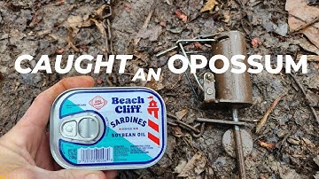 Caught An Opossum In A Dog Proof Raccoon Foot Hold Trap