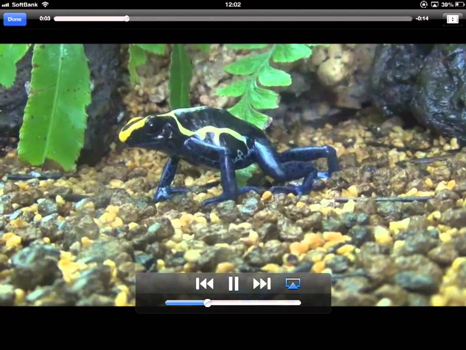 iPhone/iPad図鑑アプリ「あわしま世界のカエル図鑑」 - YouTube yoshi wata