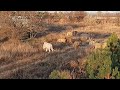 Молодые львы напали на Алекса. Султан спешит на помощь.