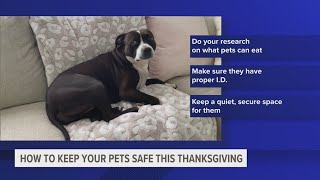 Keeping your pets safe during Thanksgiving