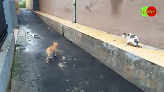 PERKAWINAN KUCING PERKAWINAN KUCING