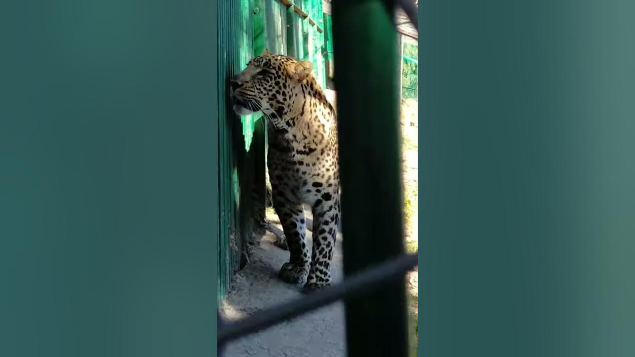 Dangerous leopard roars at Kufri Shimla | Aggressive Leopard Kufri Zoo  #shorts #youtubeshorts - YouTube