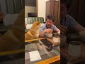 パパ大好きな柴犬、夕飯時も離れない