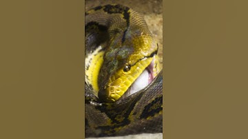 "🐍 10 Incredible Facts About Pythons You Didn’t Know! 🌿" #naturelovers #facts #naturecuriosities
