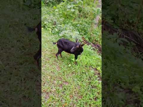 Wow Goat Viralvideo Trending Youtubeshorts Goat Shorts 