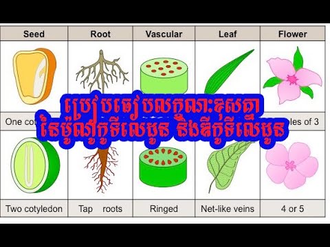 ម៉ូណូកូទីលេដូន និងឌីកូទីលេដូន