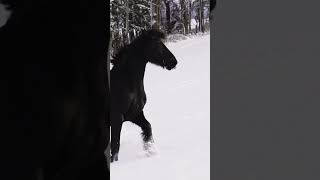 Яка краса! ❄️ 🐎