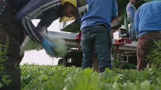 Deportations could impact the food available on your shelves, the labor department said