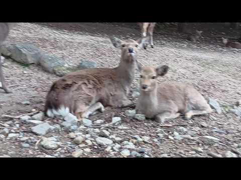 奈良公園の鹿さん #228 Deer of Nara Park - YouTube