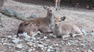 奈良公園の鹿さん #228 Deer of Nara Park - YouTube