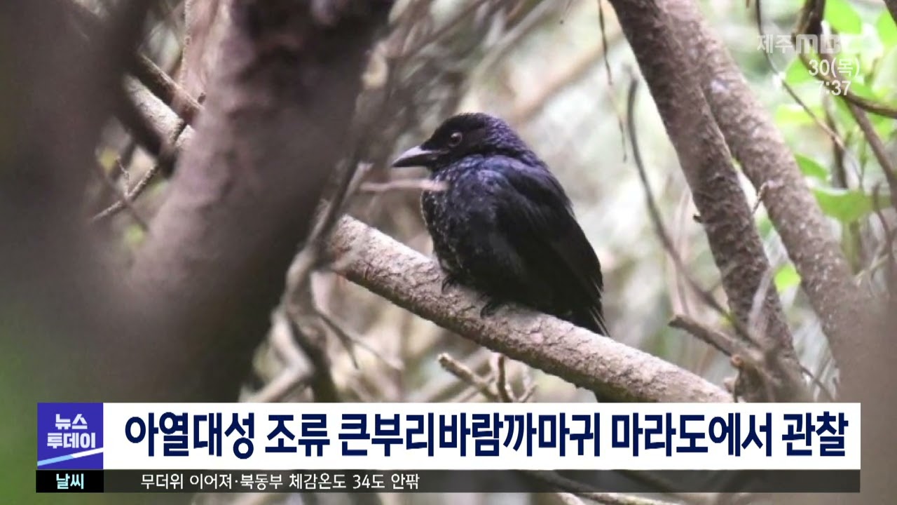 아열대성 조류 큰부리바람까마귀 마라도에서 관찰