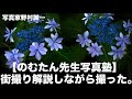 【野村誠一写真塾No068】紫陽花とエンジェルストランペットが宝石のように輝いた。初心者にも解る。街撮りSNAP SHOTを動画で解説、その場で撮る。