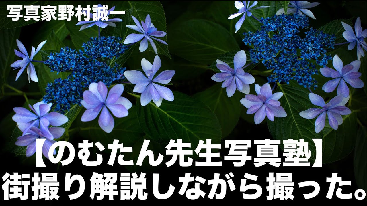 【野村誠一写真塾No068】紫陽花とエンジェルストランペットが宝石のように輝いた。初心者にも解る。街撮りSNAP SHOTを動画で解説、その場で撮る。