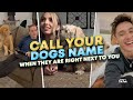 Call Your Dogs Name When They Are Right Next To You - Cutest Tik Tok Challenge