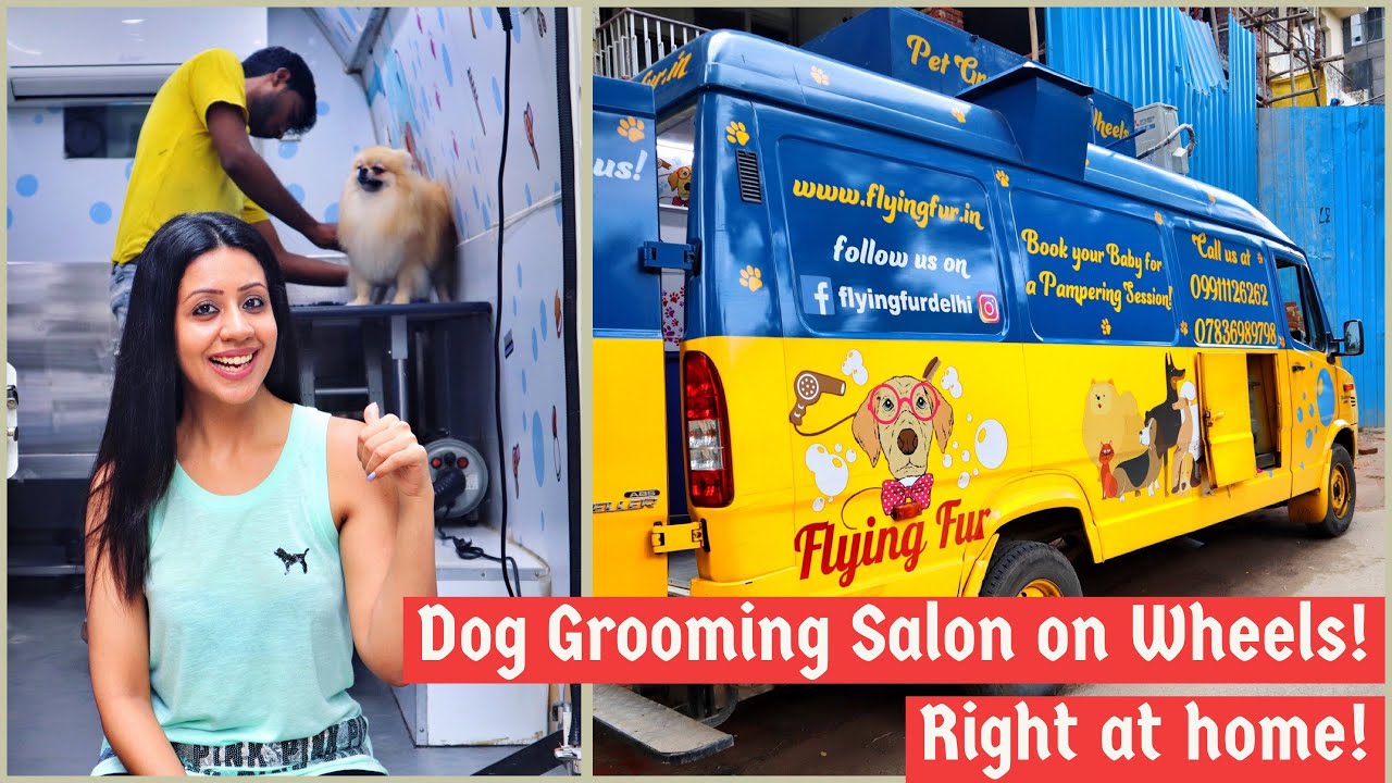 Dog Grooming | Pet Grooming Salon At Home | Dog Salon| Dog Bath | Pixie  Trehan | Social Cravings - YouTube