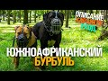 ЮЖНОАФРИКАНСКИЙ БУРБУЛЬ: ОПИСАНИЕ, УХОД, ОСОБЕННОСТИ ПОРОДЫ