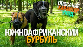 ЮЖНОАФРИКАНСКИЙ БУРБУЛЬ: ОПИСАНИЕ, УХОД, ОСОБЕННОСТИ ПОРОДЫ