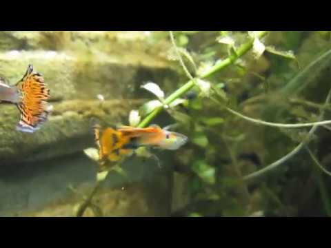 Video: Guppies și Telescoape - Pești Cu Un Caracter Nepretențios