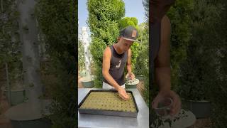 How we grow oregano on aeroponic towers #oregano #farming #gardening