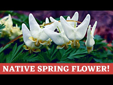 Video: Care Of Dutchman's Breeches - Dutchman's Breeches Groeiende toestande