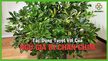 Cây Ngũ Gia Bì Có Tác Dụng Gì Với Sức Khỏe I Tác Dụng Của Ngũ Gia Bì Chân Chim I Sức Khỏe 360