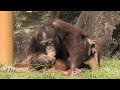 I got you, Loki! by Ceria ロキ捕まえた! チェリア Orangutan Tama Zoological Park
