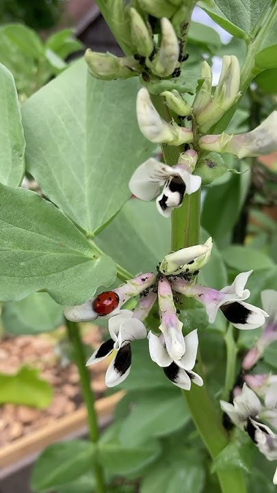 Nützlinge im Garten naturgarten marienkäfer läuse dickebohnen bio