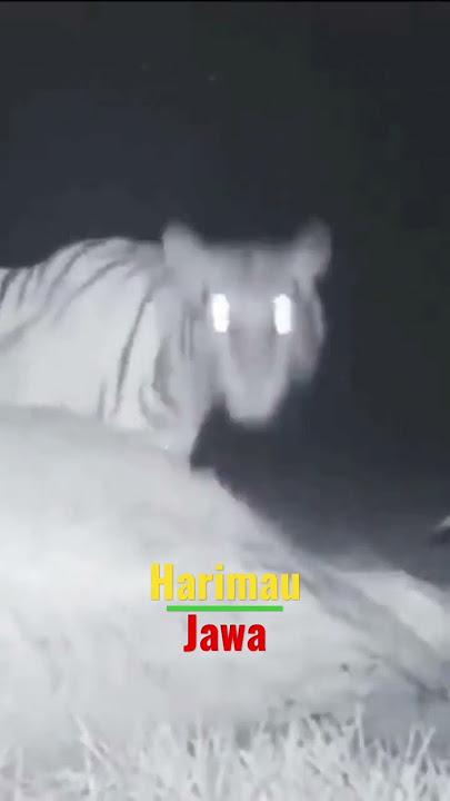 Ditemukan harimau jawa #shortsvideohttps://youtu.be/lm29POdJZzQ
