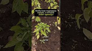 Пшено для перцев? Урожай удивит даже бывалых дачников!#дача #сад #огород
