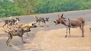 Os animais mexeram com o burro Errado!