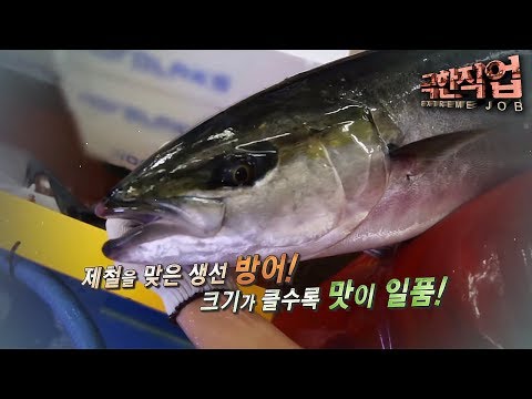 극한직업 - Extreme JOB_겨울의 선물- 상황버섯과 방어_#001