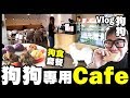 【Vlog】狗狗專用Cafe 😍 好多狗一齊玩一齊打交