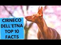 Cirneco dell&#39;Etna - TOP 10 Interesting Facts