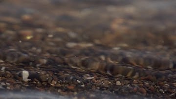 Beachfront B Roll  Shoreline Close Up Free to Use HD Stock Video Footage