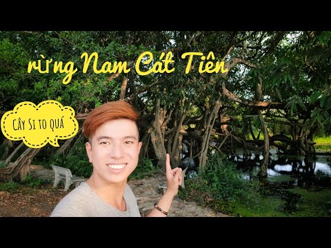 Du lịch Vườn quốc gia Nam Cát Tiên, cây Si Đa siêu to khổng lồ | Nam Cát Tiên Vlog 1