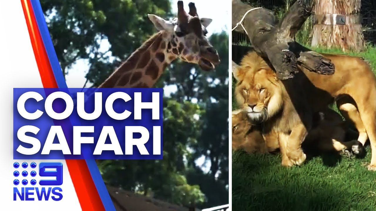 Coronavirus: Virtual zoo tours to run during lockdown | 9 News Australia