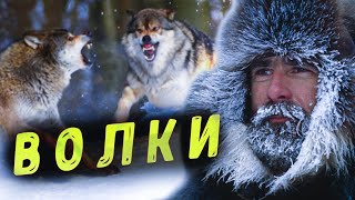 🐺Увидев Зверя, Он Оторопел От Неожиданности И Дикого Страха И Замер, Не Сводя Глаз С Дикого Хищника!