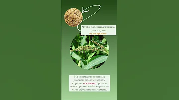 Как бороться с сорняками на даче