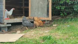 Zwerg Wyandotten Hühner verlassen zum ersten Mal den Stall 🥰🐔