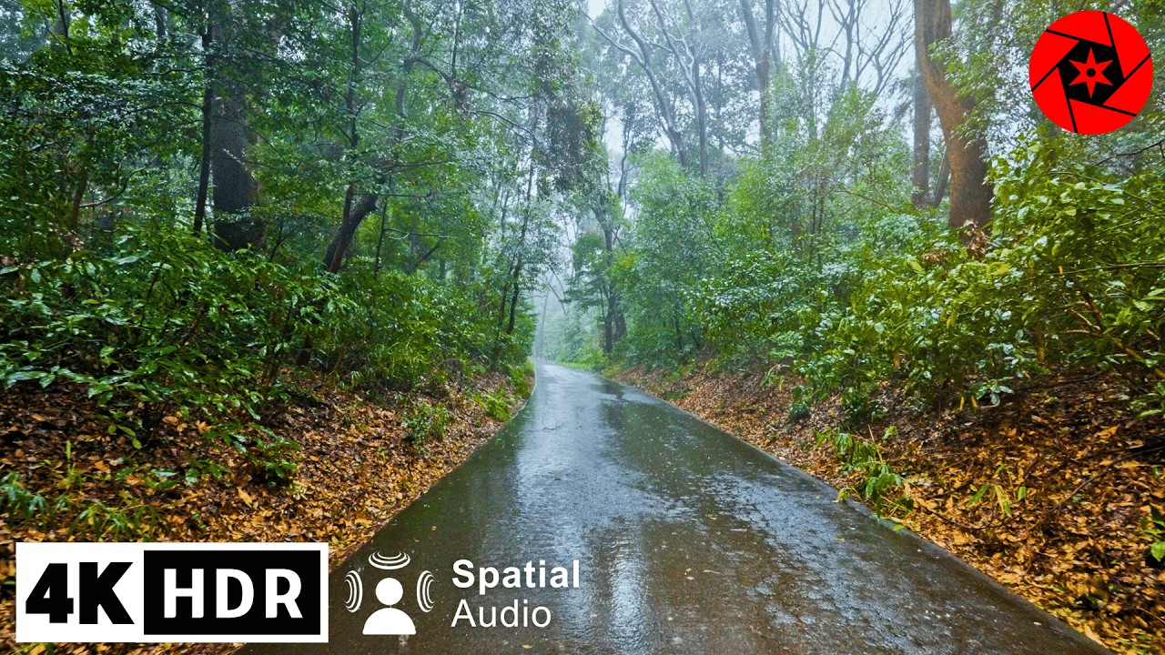 Relaxing Rain Walk in Tokyo's Largest Shrine, Umbrella & Nature Sounds for Sleep and Study