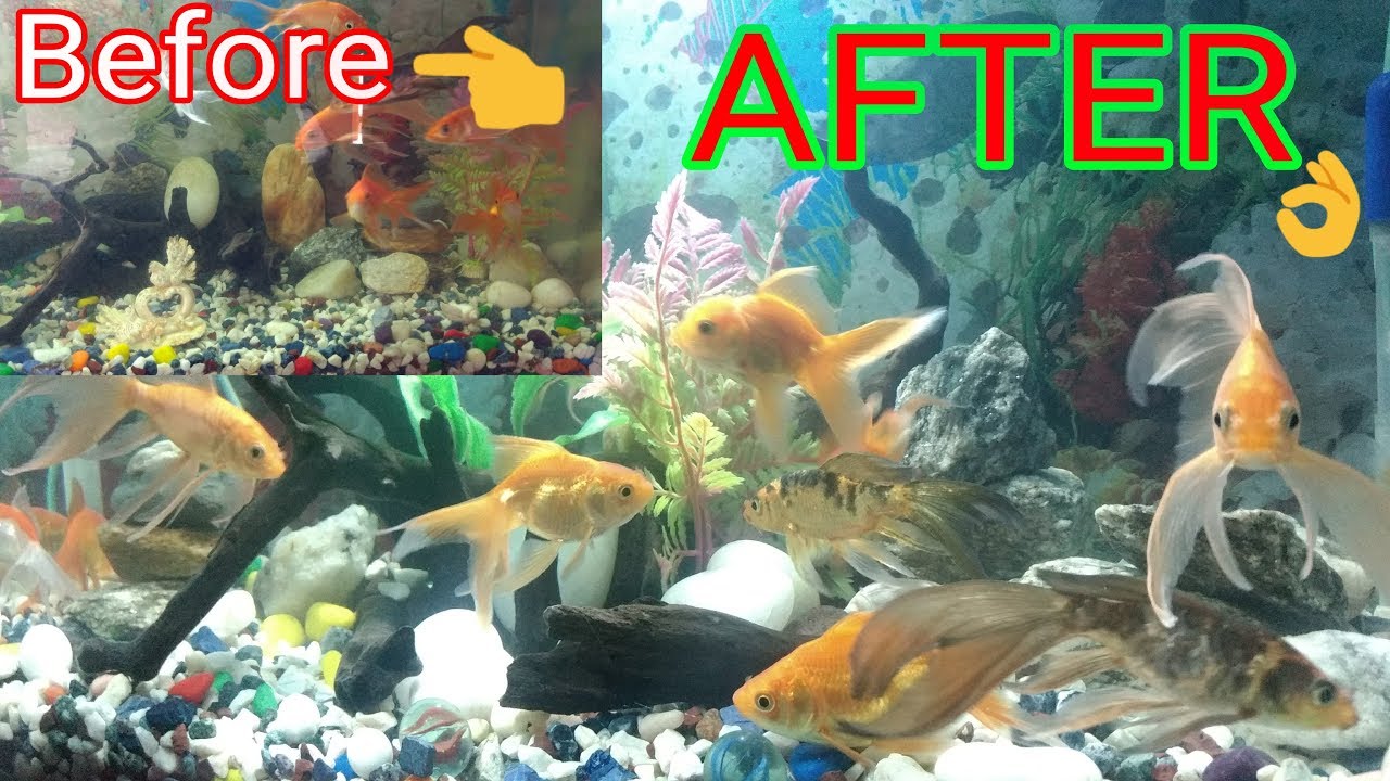 How to clean an aquarium step by step in Bengali. YouTube
