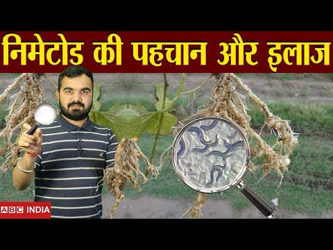 वीडियो: नेमाटोड कैसे सांस लेते हैं?