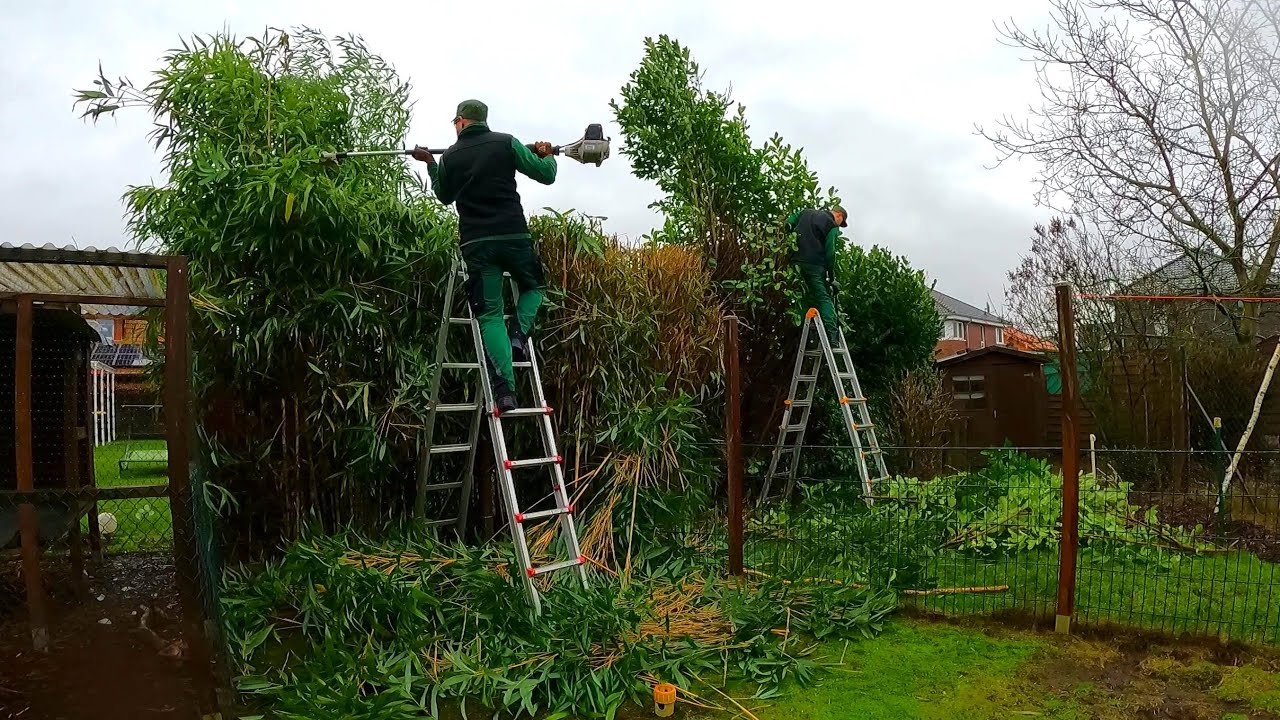 ⁣It was a BAD DAY for pruning Bamboo bush and Laurel because it RAINED ALL DAY