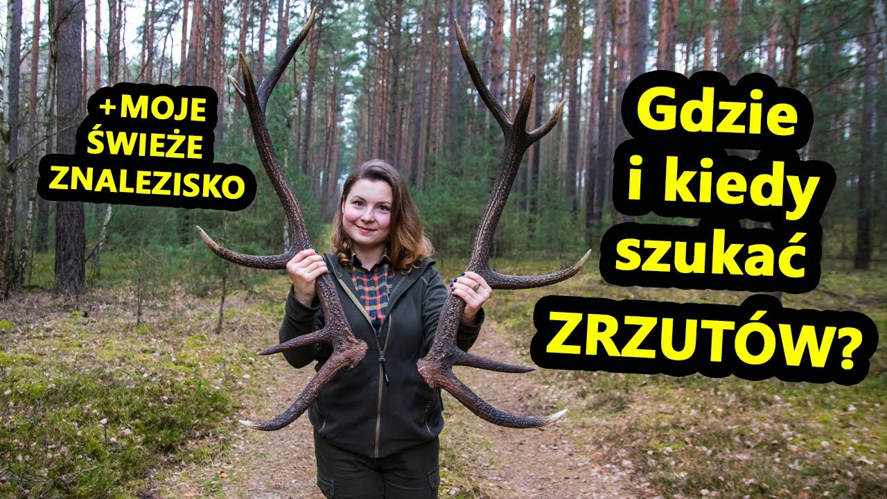 Gdzie i kiedy szukać ZRZUTÓW JELENI? Moje ŚWIEŻE znalezisko - POROŻE 2024 #15 Woman From Forest