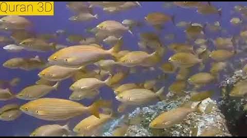 تلاوه جوهريه💎 للشيخ خالد الجليل[هُوَ اٌلذِى سَخَّرَ اٌلبَحْرَ] 🐳🌊