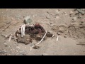 Vida humana en el desierto, Investigaciones Arqueológicas en la desembocadura del Río Camarones.
