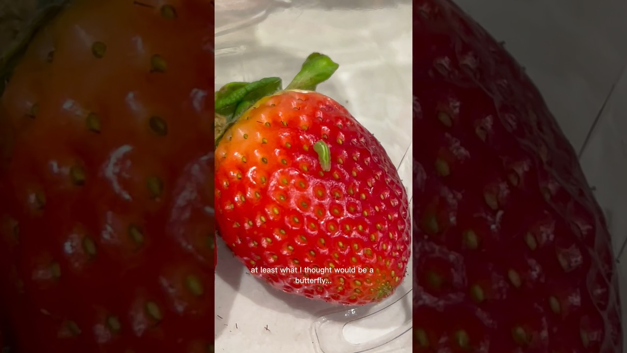I Found A Bug On My Strawberry And Grew 100 Of Them🍓🐛