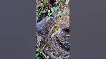Mother Bird 🐦 feeding little baby bird video #birds #babybird #feeding #shorts