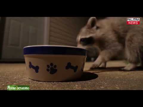 ჩვენი პლანეტა - ენოტი